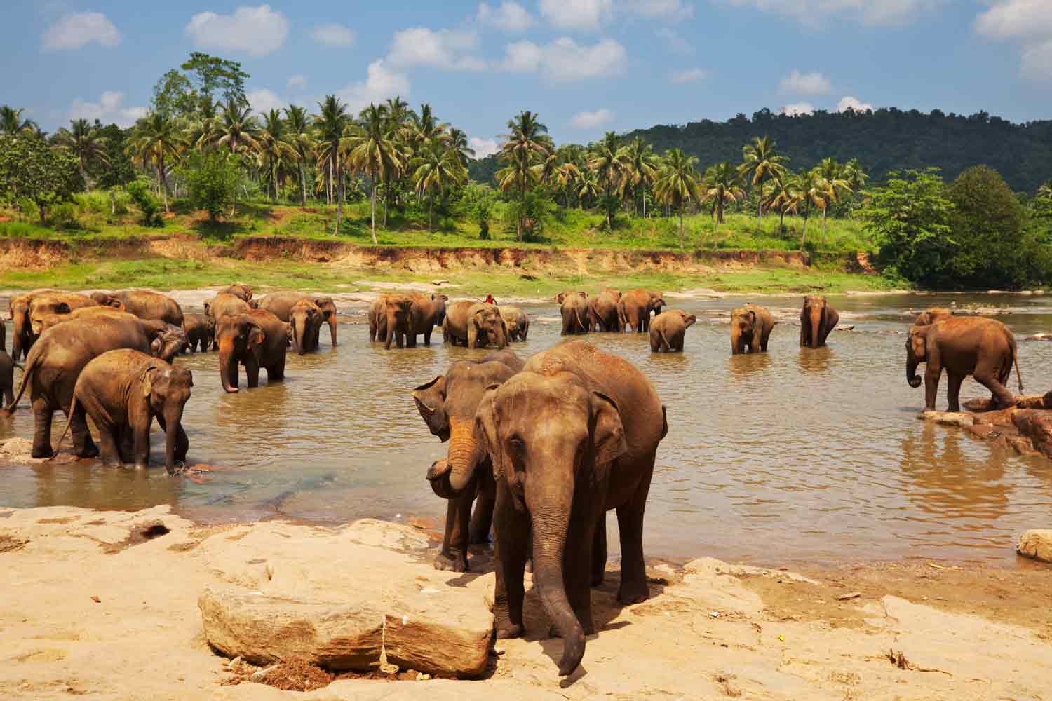 elephants in the water at a national park in sri lanka