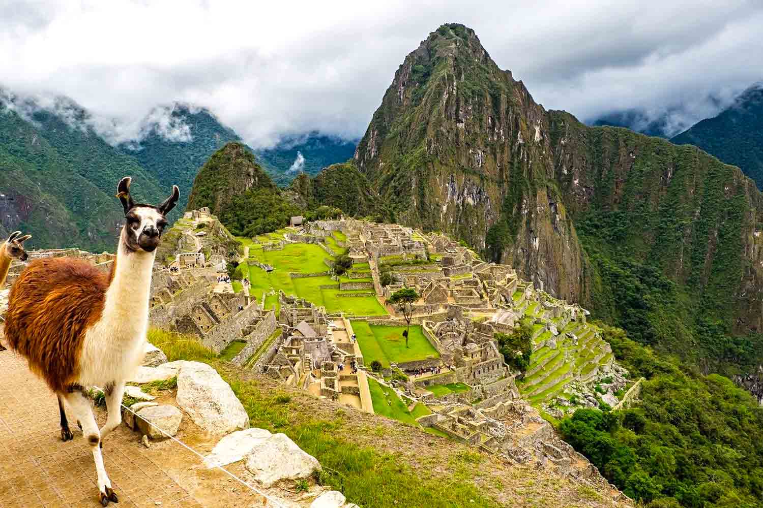 lama at machu picchu in peru