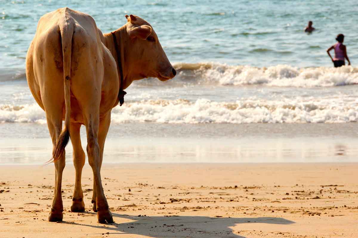 Cow on the beach in Goa, India