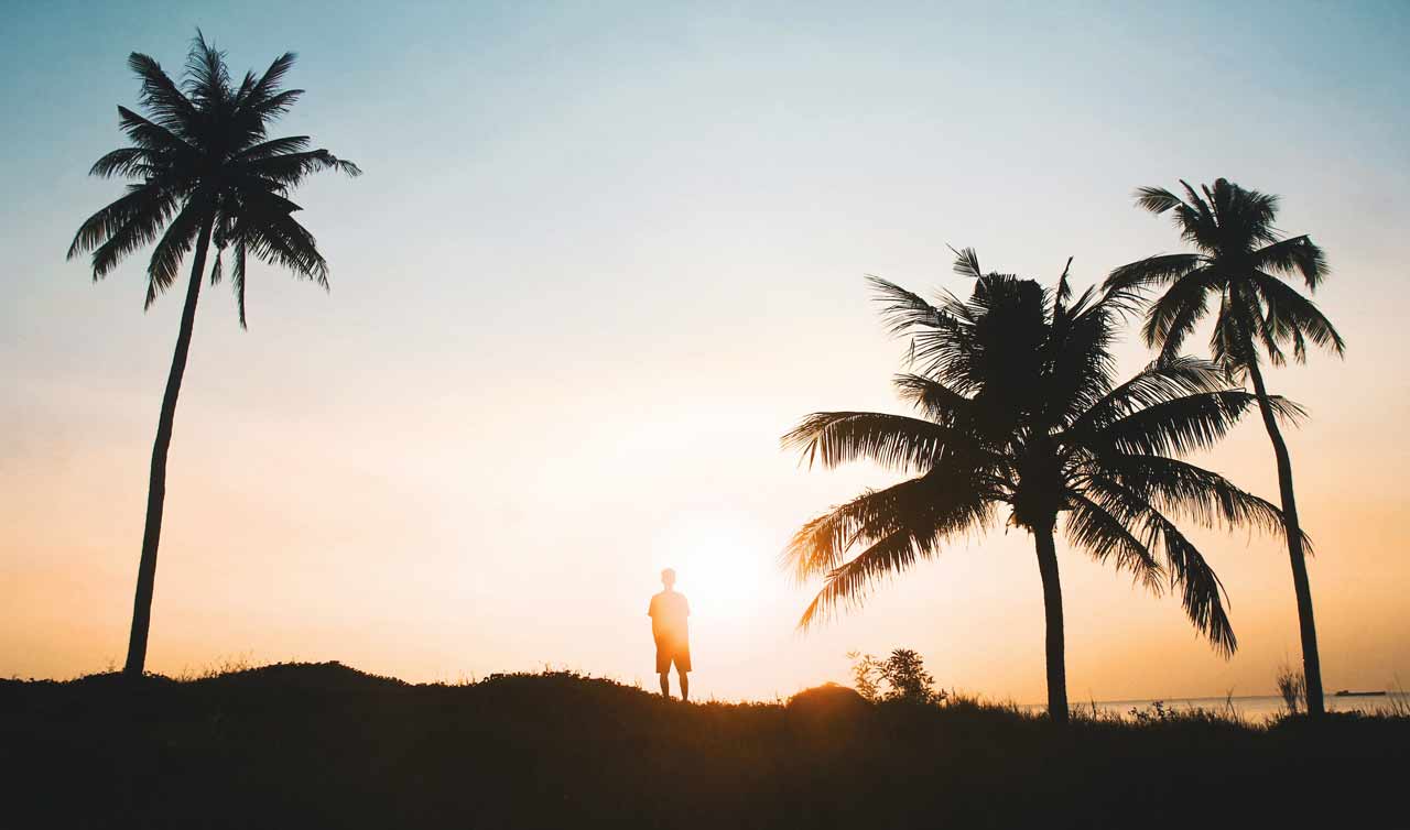 Palm trees in Canggu, Bali