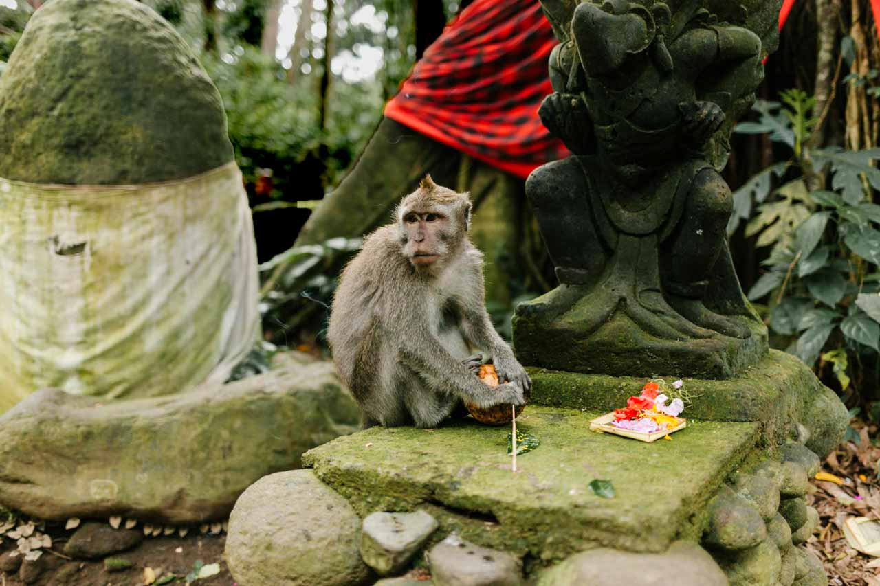 Ubud Monkey Forest in Bali