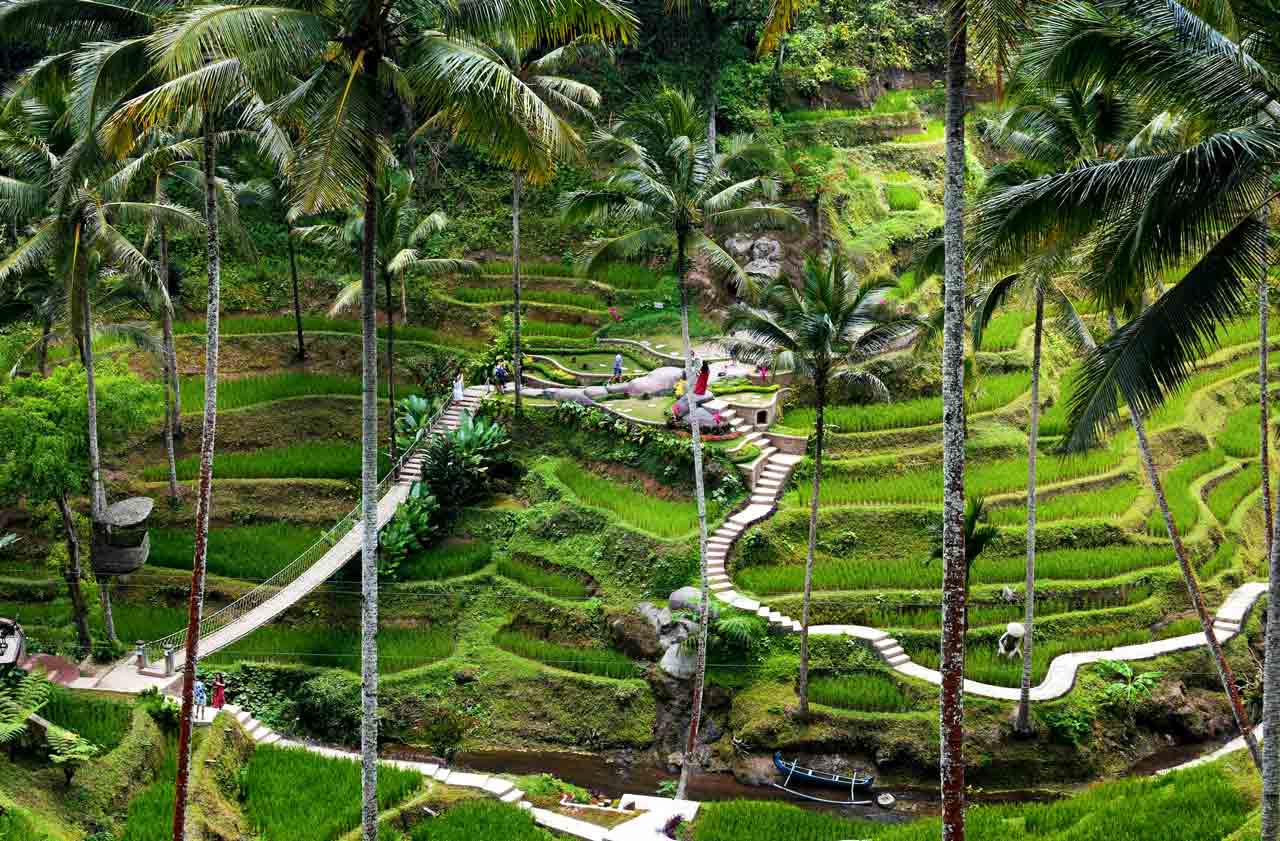 The rice terraces of Ubud, Bali