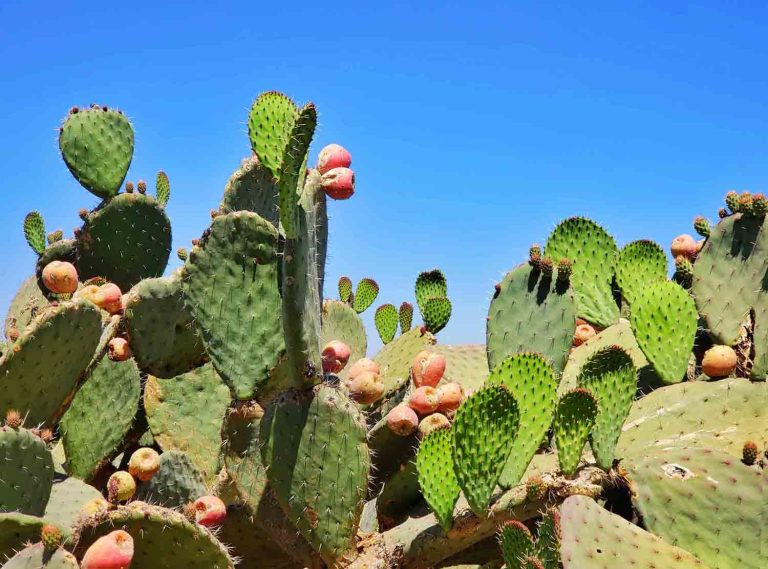 Iconic mexico yoga teacher training