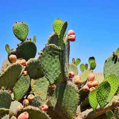 Yoga Teacher Training in Mexico